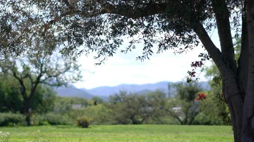 a tree in a field with mountains in the background at Casa golf en las sierras de Cordoba in Cordoba
