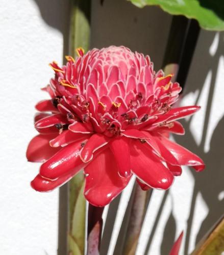Una flor roja con gotas de agua. en Madiro hôtel, en Nosy Be