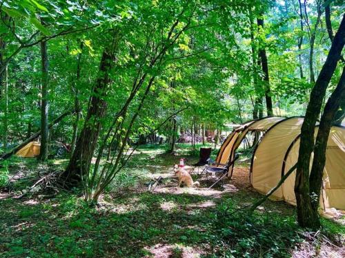 a dog sitting next to a tent in a forest at Hakushu/Ojiro FLORA Campsite in the Natural Garden - Vacation STAY 11899v in Hokuto