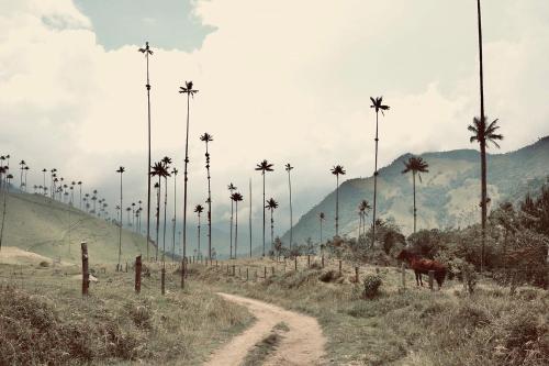 a dirt road with palm trees on a hill at Ecoresort Gran Azul in Salento