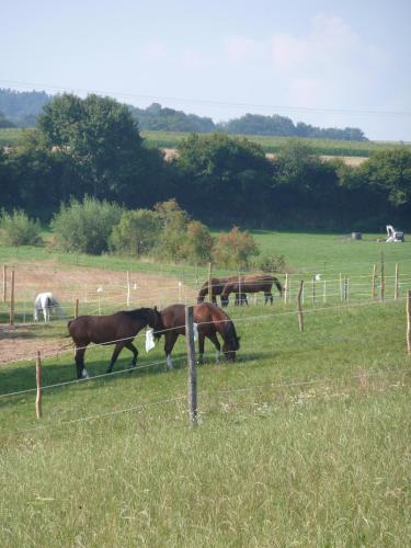 Animales en el bed and breakfast o alrededores
