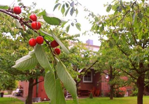 einen Zweig eines Baumes mit roten Beeren darauf in der Unterkunft Knubberhaus - Das Ferienhaus im Kirschenhain in Steinkirchen