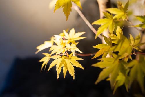 a close up of yellow leaves on a tree at Studio Le Nôtre in Bagneux