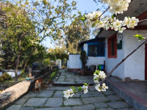 un albero con fiori bianchi di fronte a una casa di Turiya niwas Kasar Devi ad Almora