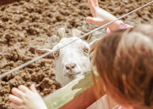 a girl is petting a goat behind a fence at Old Buckenham Country Park in Old Buckenham