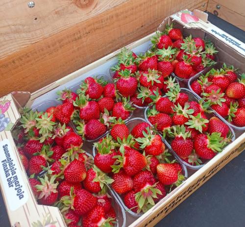 Une bande de fraises dans une boîte sur une table dans l'établissement Hannaksen tila - Tentsiles, à Korpo