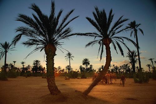 Fotografie z fotogalerie ubytování Riad Dalia v Marrákéši