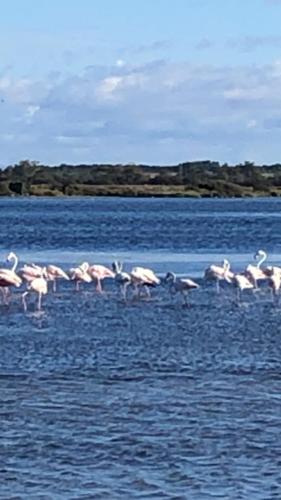 Photo de la galerie de l'établissement Le flamant rose, à Sérignan