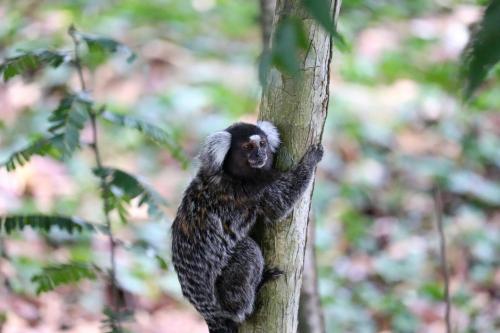 a monkey is clinging to a tree at CASA VIDASURF in Pipa