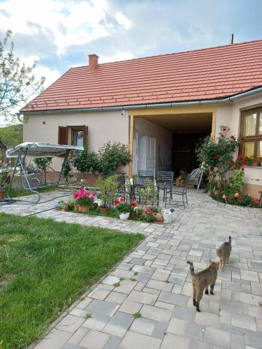 two cats standing in front of a house at Bormegálló Vendégház in Szekszárd