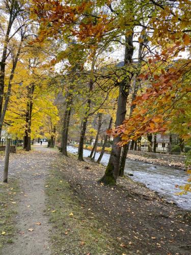 a path in a park with trees with yellow leaves at Newly Renovated Ground Floor Apartment close to Thermes in Luchon