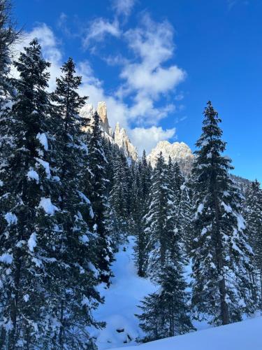 a group of trees in the snow with mountains at Fedaia Joy B&B in Canazei