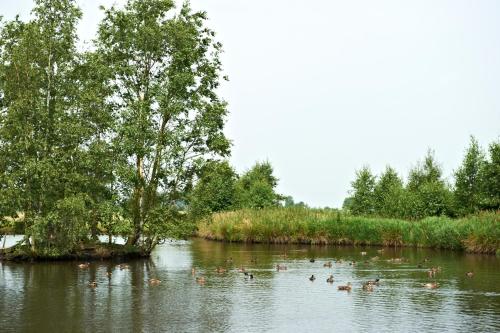 a group of ducks swimming in a river at Vareler Brauhaus-Hotel Varel Dangast in Varel