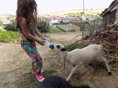 a little girl feeding a sheep with a bottle at Casarao dos Reis in Caravela