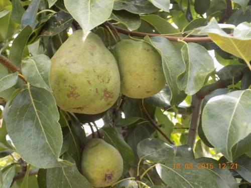 a bunch of green pears hanging from a tree at Casarao dos Reis in Caravela