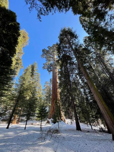 Enchanted Forest Dome ,10-15 minutes to Kings Canyons-New pellet stove for cozy warm nights semasa musim sejuk