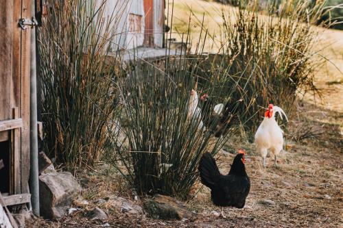 two chickens standing in a yard next to a fence at Pine Edge Heights by Tiny Away in Ellendale
