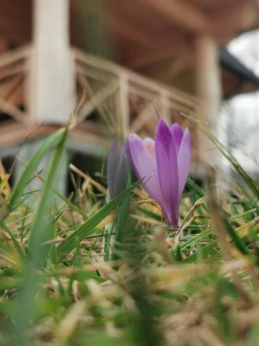 two purple flowers are sitting in the grass at Chałpy Pod Ostryszem in Ciche