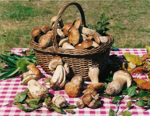 a basket of mushrooms sitting on a picnic blanket at Cascina Manu in Rosignano Monferrato