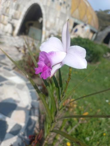 a white and purple flower in a garden at Cabaña Campestre Bhumi in Granada