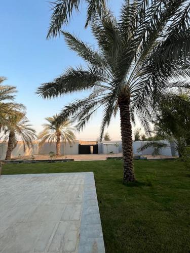 uma palmeira num parque com um passeio em Liwan chalet - شاليه الليوان em Al Bukayriyah