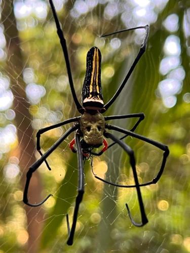 a spider with a hat on its web at Rainforest Nest in Deniyaya