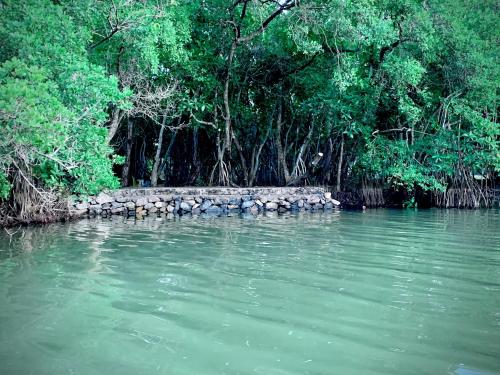 a group of birds standing in the water at Aaryana Lagoon in Tangalle