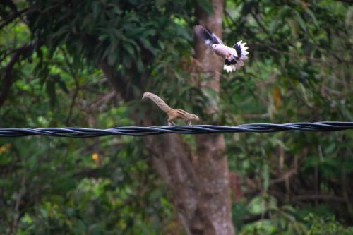 Animales en el apartamento o alrededores