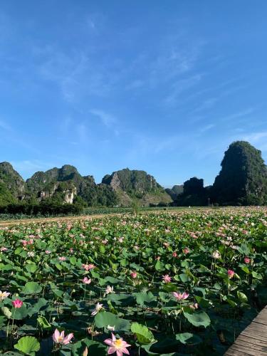 a field of water lilies with mountains in the background at Hang Lan Bungalow in Ninh Binh