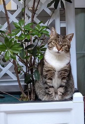 リオマッジョーレにあるAWroomの植物の横の鉢に座る猫