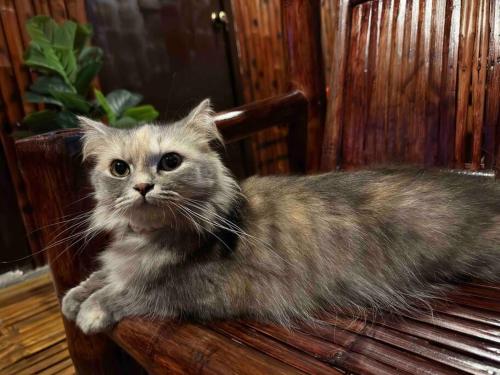 a gray cat sitting on a wooden bench at Amakan Beachfront Private House Bataan in Bagac