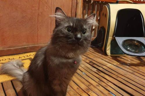 a black cat sitting on the floor next to a toaster at Amakan Beachfront Private House Bataan in Bagac