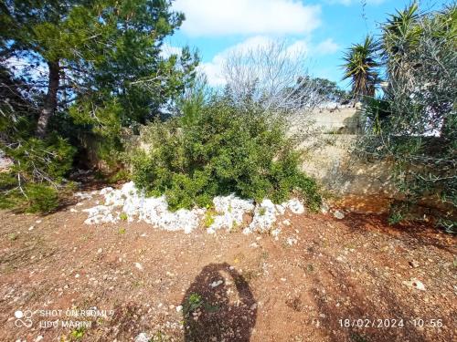 a bush with white flowers on a hill with trees at VILLA IL PIGNO ZONA MALDIVE DEL SALENTO in Marina di Pescoluse