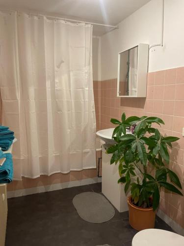 baño con cortina de ducha y planta en Ruhige 2-Zimmer-Wohnung für 1 - 4 Personen nahe Würzburg von privat en Gerbrunn
