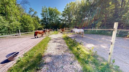 un grupo de caballos caminando en una valla en Reiterpension Marlie, en Scharbeutz