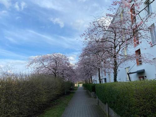 einen Weg mit Bäumen mit rosa Blumen darauf in der Unterkunft Nahe Airport BER/ Adlershof in Schönefeld