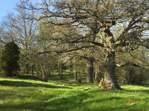 a tree in a field with green grass at Bogesund Slottsvandrarhem in Vaxholm