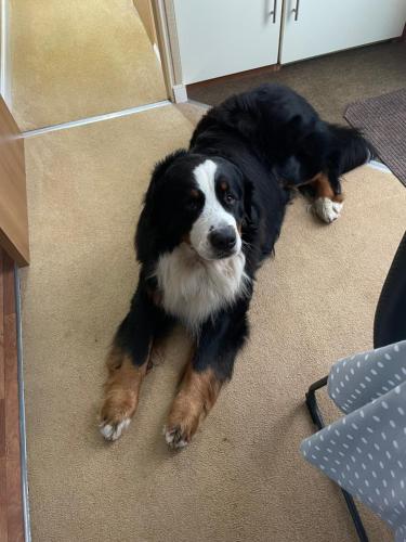 a black and white dog laying on the floor at 7 Rannoch Row, lovely holiday static caravan for dogs & their owners. in Forfar