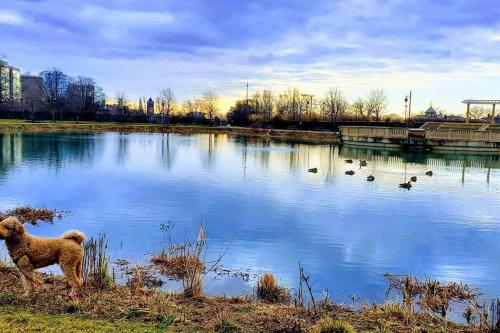 a dog standing in front of a lake with ducks at The Penthouse at Park Place King bed fast WIFI and free coffee in Wilmington