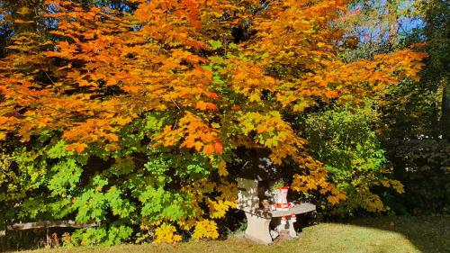 a tree with orange and green leaves on it at Hôtel Splendide in Crans-Montana