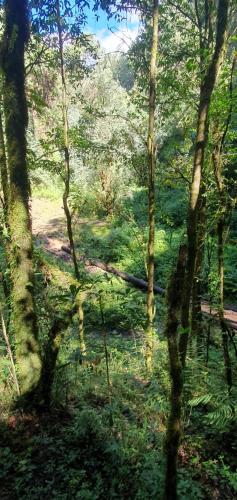 a view of a forest with trees and grass at Hotel Rancho Escondido in Valle de Bravo