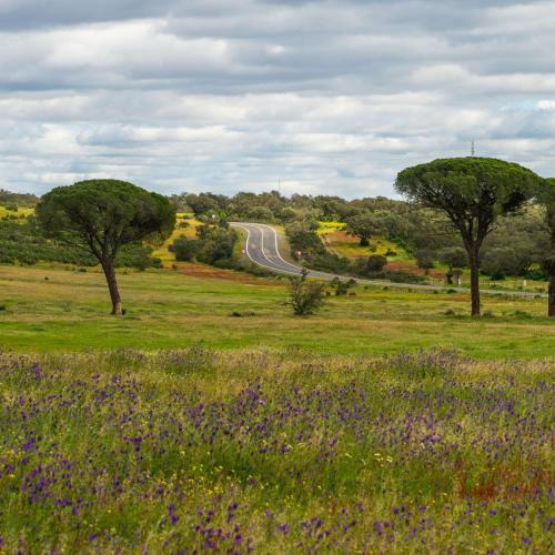 a field of flowers with a road in the distance at Apartamento para pareja, Finca Contrabando. Sanlucar del Guadiana in Sanlúcar de Guadiana