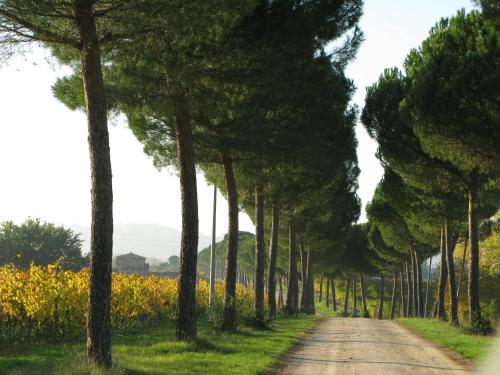 a dirt road lined with trees in a field at Poggio alle Vigne in Torgiano