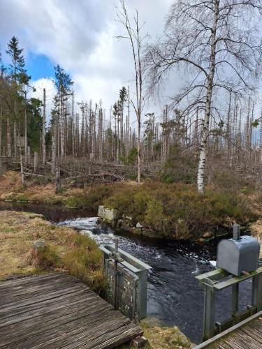 un ponte di legno sopra un fiume in una foresta di Dahls Ferienwohnung a Sankt Andreasberg