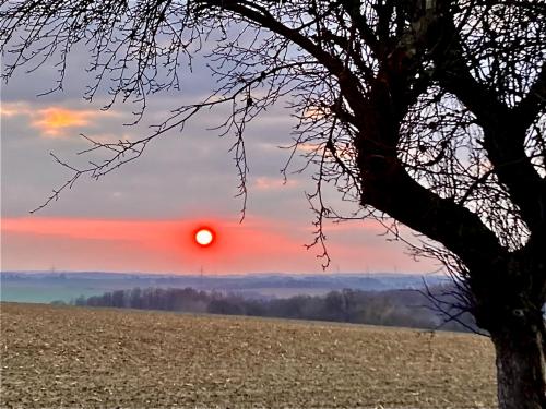 a sunset over a field with a tree in the foreground at Ferienwohnung Zweinig 04 in Roßwein