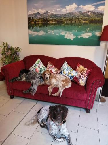 two dogs laying on a red couch in a living room at Erlebnis-Hotel-Appartements in Latschach ober dem Faakersee