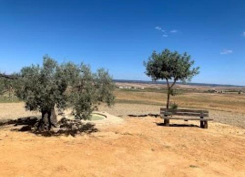 un banc et deux arbres dans le désert dans l'établissement Los Alcores , disfruta de la naturaleza !, à Villalba del Alcor