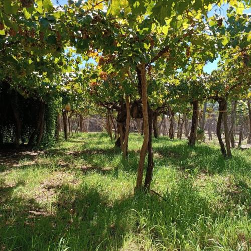a row of trees in a field with grass at La Casa de Las Rosas in Cafayate