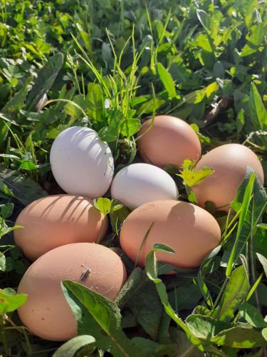 a pile of brown and white eggs in the grass at Cà Gennara Agri B&B in Porretta Terme