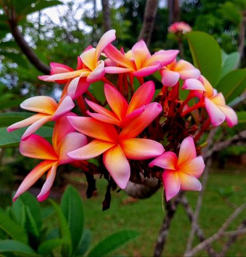 a group of pink and orange flowers on a tree at Amanduarte Brasília in Brasilia